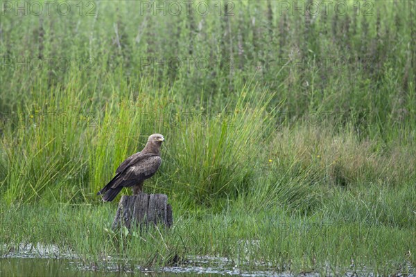 Lesser spotted eagle (Aquila pomarina), foraging from a perch, Feldberg Lakes, Mecklenburg-Western Pomerania, Germany, Europe