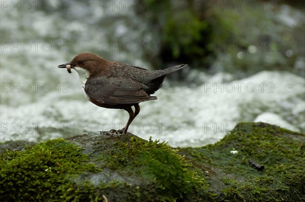 White-throated Dipper (Cinclus cinclus) sitting on rocks in rushing water looking for food, Paderborn, North Rhine-Westphalia, Germany, Europe