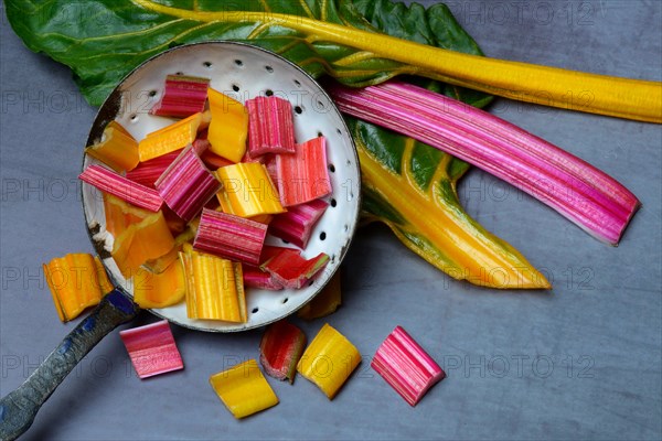 Swiss chard, leaf and chopped stems in trowel, Beta vulgaris