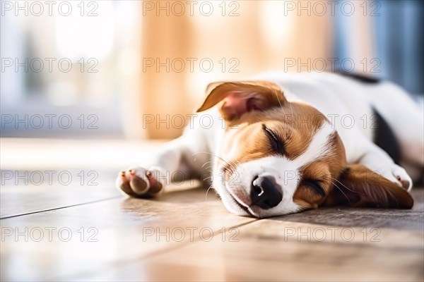 Young dog sleeping on hardwood floor. KI generiert, generiert, AI generated