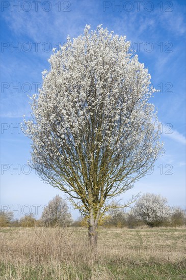 Blackthorn (Prunus spinosa) white flowering, Thuringia, Germany, Europe