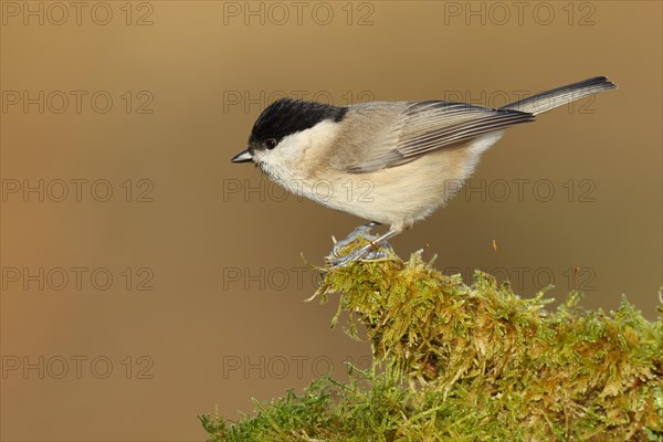 Marsh tit (Parus palustris) on a moss-covered tree root, Wilnsdorf, North Rhine-Westphalia, Germany, Europe