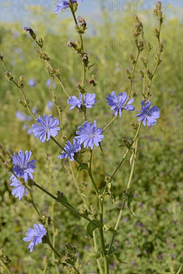 Common chicory (Cichorium intybus), inflorescence, North Rhine-Westphalia, Germany, Europe