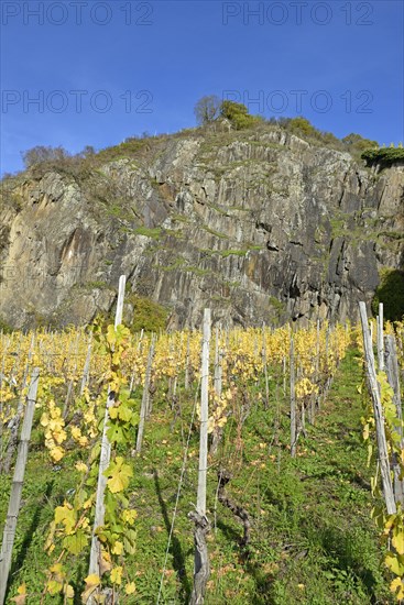 View of autumnal vineyards in front of a high rock face, blue sky, Moselle, Rhineland-Palatinate, Germany, Europe