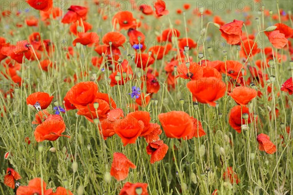Poppy flowers (Papaver rhoeas), Baden-Wuerttemberg, Dew covers the poppies and grass in a wild field in daylight, poppy flowers (Papaver rhoeas), Baden-Wuerttemberg, Germany, Europe