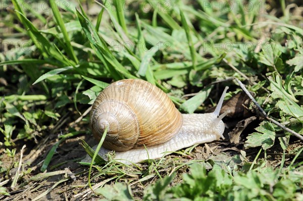 Burgundy snail (Helix pomatia), A snail with a brown shell crawls in the grass, zoo, Baden-Wuerttemberg, Germany, Europe