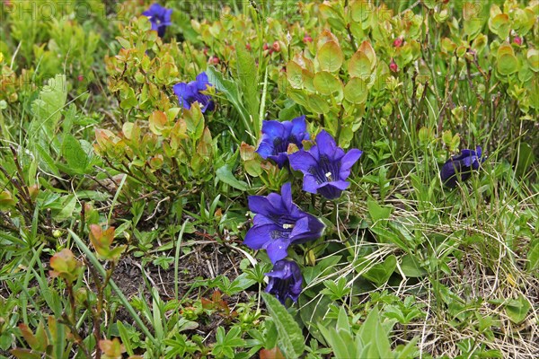 Gentian without stem (Gentiana acaulis) on the Silvretta High Alpine Road, Vorarlberg, Austria, Europe