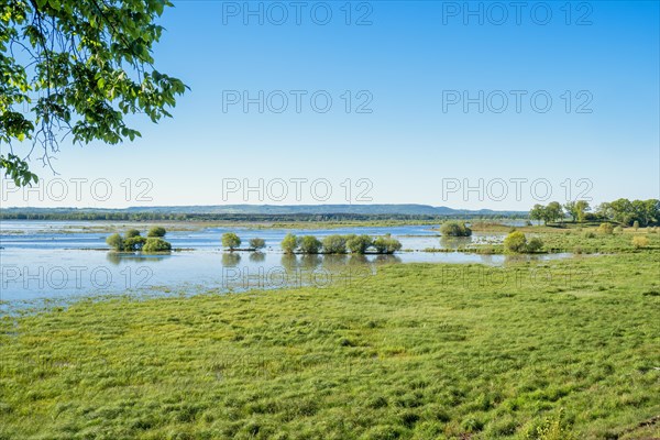 View at a flooded wet meadow in a wetland a sunny summer day, Hornborgasjoen, Sweden, Europe