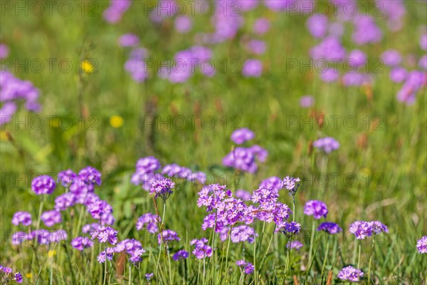 Flowering Bird's-eye primrose (Primula farinosa) on a meadow in early summer