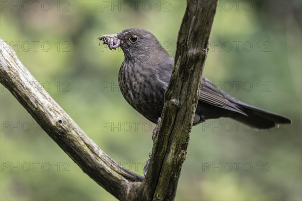 Blackbird (Turdus merula) with earthworms in its beak, Emsland, Lower Saxony, Germany, Europe