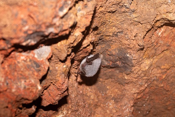 Bearded bat (Myotis spec.), hibernating in a cave, North Rhine-Westphalia, Germany, Europe