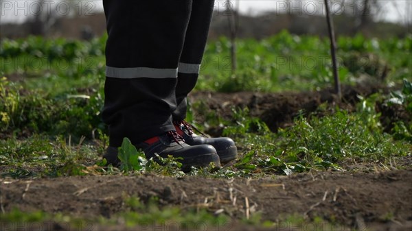 Farmer working in his vegetable garden. Close-up of the legs of a farmer standing in his vegetable garden
