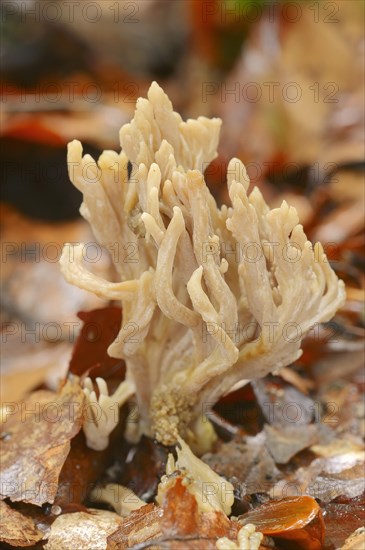 Wrinkled coral or wrinkled club mushroom (Clavulina rugosa), North Rhine-Westphalia, Germany, Europe