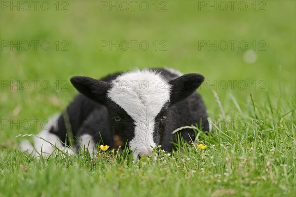 Jacob sheep (Ovis ammon f. aries), lamb, Lower Saxony Germany