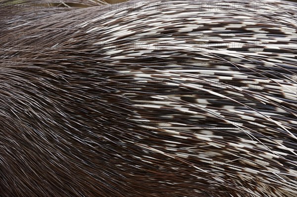 White-tailed porcupine or indian crested porcupine (Hystrix indica), fur and spines, captive, occurring in Asia