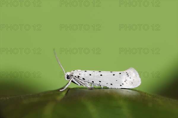 Orchard ermine (Yponomeuta padella), North Rhine-Westphalia, Germany, Europe