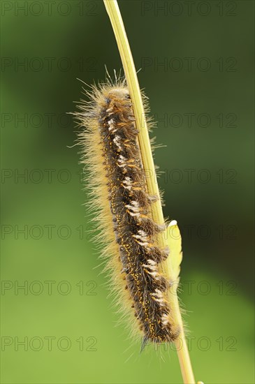 Drinker moth (Euthrix potatoria), caterpillar, North Rhine-Westphalia, Germany, Europe