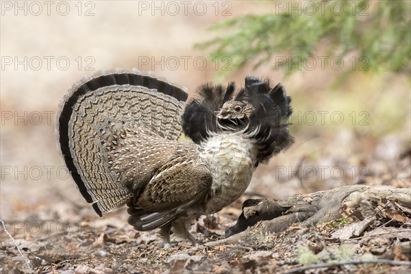 Ruffed grouse (bonasa umbellus) male in courtship display, La Mauricie national park, province of Quebec, Canada, AI generated, North America