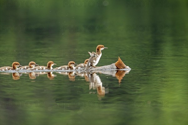 Common mergansers (mergus merganser), female chasing and carrying babies on her back, La Mauricie national park, province of Quebec, Canada, AI generated, North America