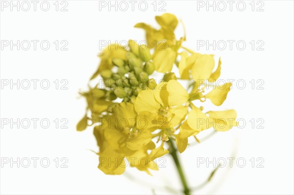 White mustard or yellow mustard (Sinapis alba, Brassica alba), flowers against a white background, North Rhine-Westphalia, Germany, Europe