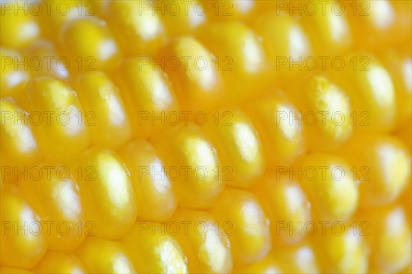 Corn (Zea mays), detail of corn corn cob
