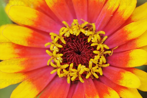 Zinnia 'Sombrero' (Zinnia elegans, Zinnia violacea), detail of flower, ornamental plant, North Rhine-Westphalia, Germany, Europe