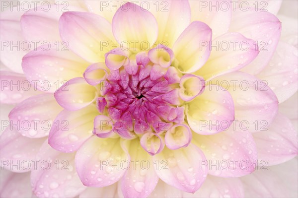 Decorative dahlia 'El Paso' (Dahlia Hybride), detail of the flower, ornamental plant, North Rhine-Westphalia, Germany, Europe