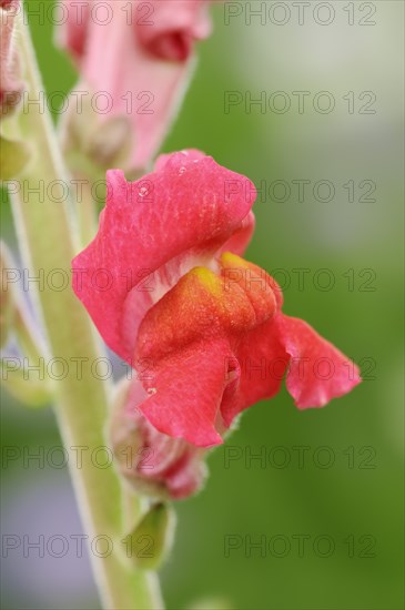 Large snapdragon or garden common snapdragon (Antirrhinum majus), flower, ornamental plant, North Rhine-Westphalia, Germany, Europe