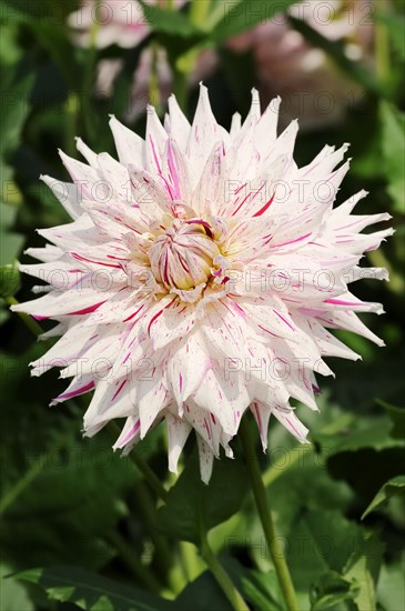 Dahlia 'Micks Peppermint' (Dahlia Hybride), flower, ornamental plant, North Rhine-Westphalia, Germany, Europe