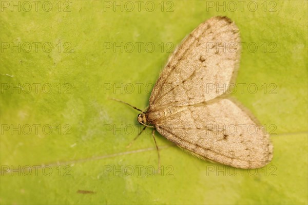 Winter moth (Operophtera brumata), male, North Rhine-Westphalia, Germany, Europe