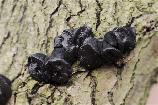 Warty glandular or warty black glandular (Exidia nigricans, Exidia plana), North Rhine-Westphalia, Germany, Europe