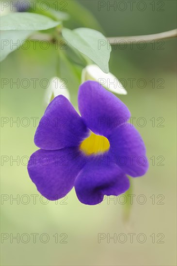 Bush clockvine (Thunbergia erecta), flower, native to Africa, ornamental plant, North Rhine-Westphalia, Germany, Europe