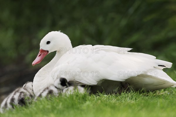 Coscoroba swan (Coscoroba coscoroba) with chicks, captive, occurring in South America