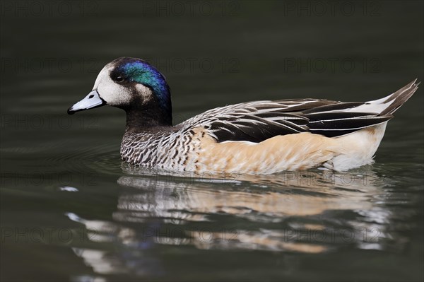 Chilean wigeon or Chilean wigeon (Anas sibilatrix, Mareca sibilatrix), captive, occurring in South America