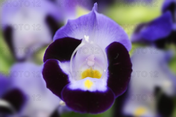 Bluewings (Torenia fournieri), flower, native to Vietnam, ornamental plant, North Rhine-Westphalia, Germany, Europe