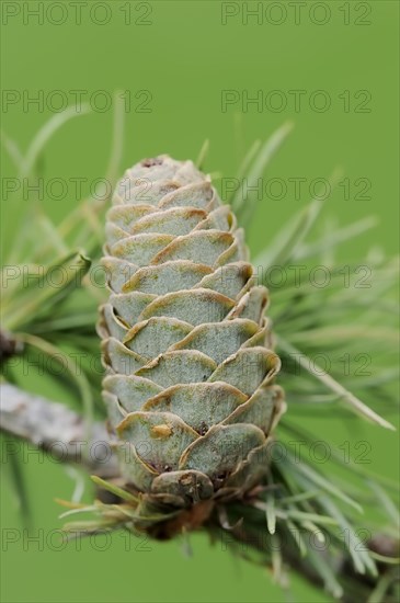 European larch (Larix decidua), cones, North Rhine-Westphalia, Germany, Europe