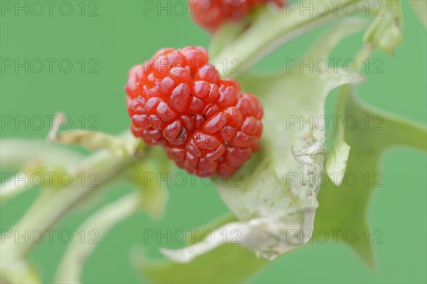 Strawberry spinach (Chenopodium foliosum, Blitum virgatum), fruit, vegetable and ornamental plant, North Rhine-Westphalia, Germany, Europe