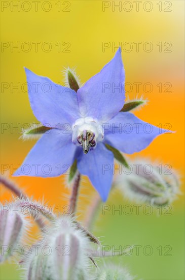 Borage or borage (Borago officinalis), flower, North Rhine-Westphalia, Germany, Europe