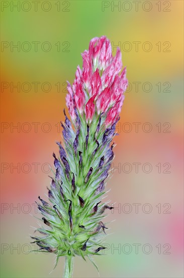 Purple clover or purple clover (Trifolium rubens), North Rhine-Westphalia, Germany, Europe