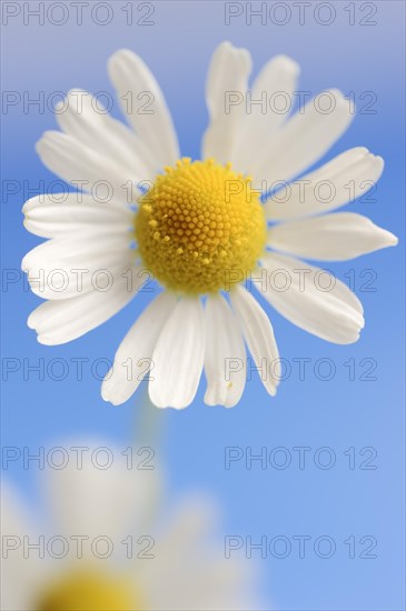 Chamomile (Matricaria recutita, Matricaria chamomilla), flower, medicinal plant, North Rhine-Westphalia, Germany, Europe