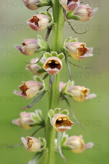 Rusty foxglove (Digitalis ferruginea), flowers, ornamental plant, North Rhine-Westphalia, Germany, Europe