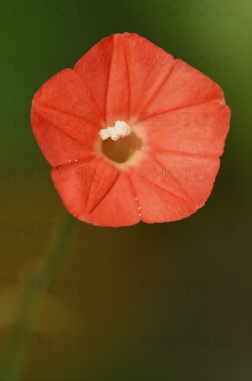 Scarlet bindweed or red star bindweed (Ipomoea coccinea, Convolvulus coccineus), flower, native to Mexico, ornamental plant, North Rhine-Westphalia, Germany, Europe