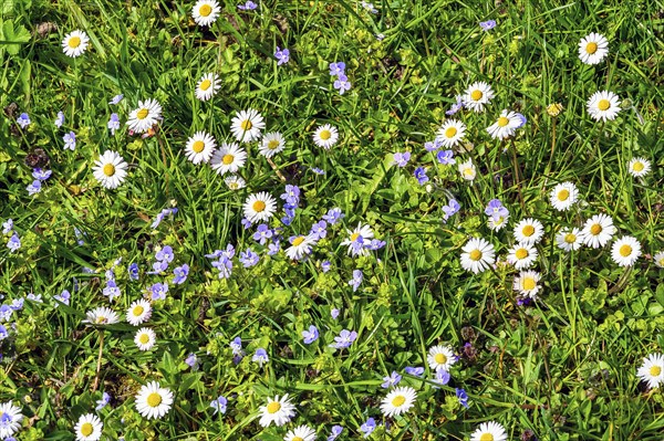 Meadow with slender speedwell (Veronica filiformis) and daisies (Bellis perennis), Allgaeu, Swabia, Bavaria, Germany, Europe