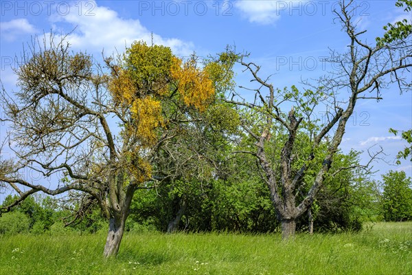 Group of trees with mistletoe near Malschendorf on the Schoenfelder Hochland near Dresden, Saxony, Germany, Europe