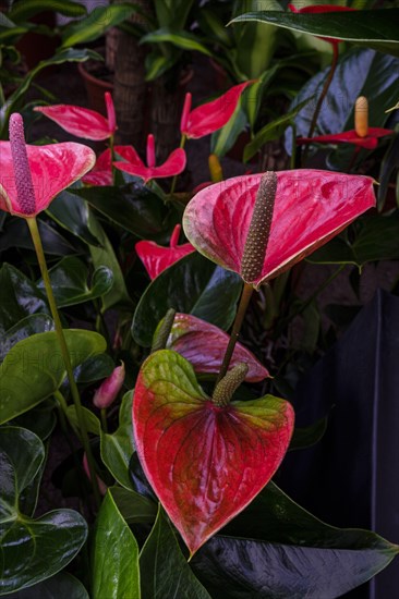 Anthurium andraenum, Mallorca, Balearic Islands, Spain, Europe