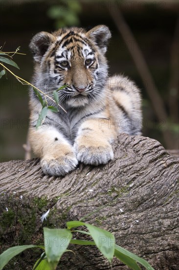 Relaxed tiger young resting on a tree trunk surrounded by leaves, Siberian tiger, Amur tiger, (Phantera tigris altaica), cubs
