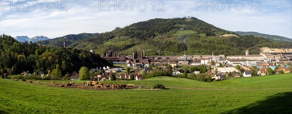 Cows grazing in front of the Donawitz steelworks of voestalpine AG, panoramic view, Donawitz district, Leoben, Styria, Austria, Europe