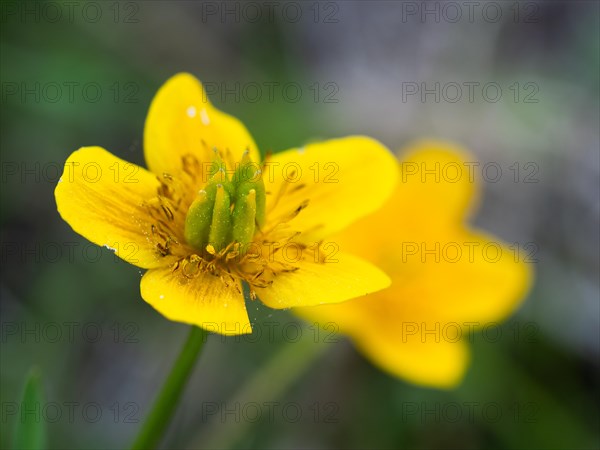 Marsh marigold (Caltha palustris), Leoben, Styria, Austria, Europe