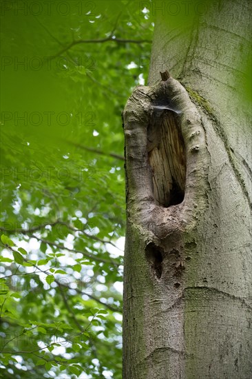 Deadwood structure branch breakage in deciduous forest, close-up of cavity formation after branch breakage, important habitat for insects and birds, North Rhine-Westphalia, Germany, Europe