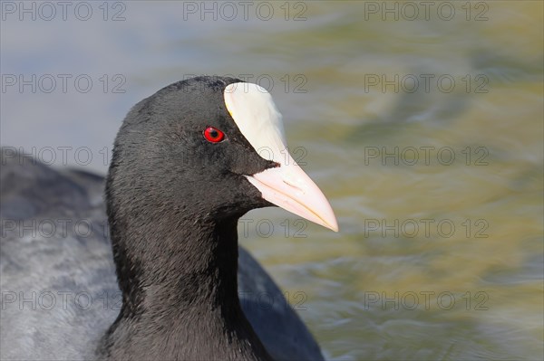 Coot (Fulica atra) Coot, Coot Rail, Portraid, Rosensteinpark, Stuttgart, Baden-Wuerttemberg, Germany, Europe